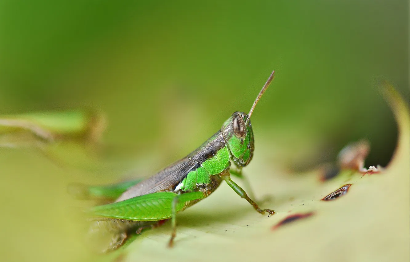 Photo wallpaper eyes, blur, grasshopper, antennae, green