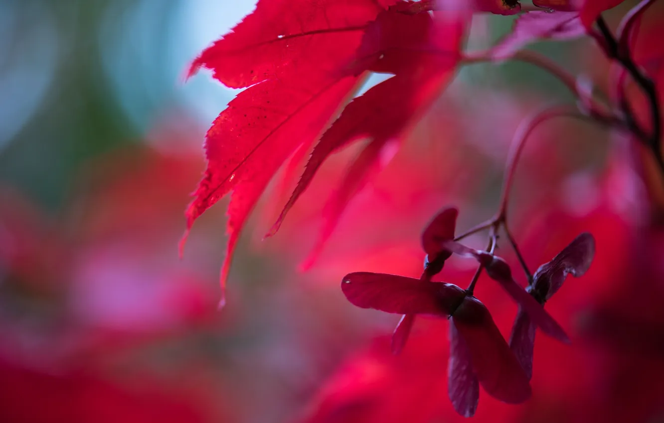 Photo wallpaper autumn, leaves, nature