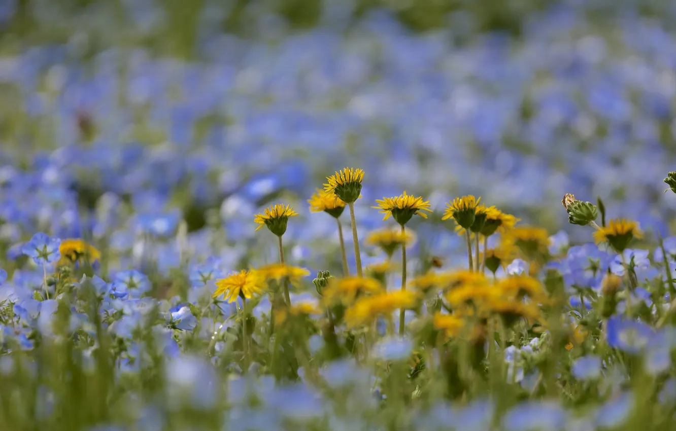 Photo wallpaper field, nature, dandelion, meadow
