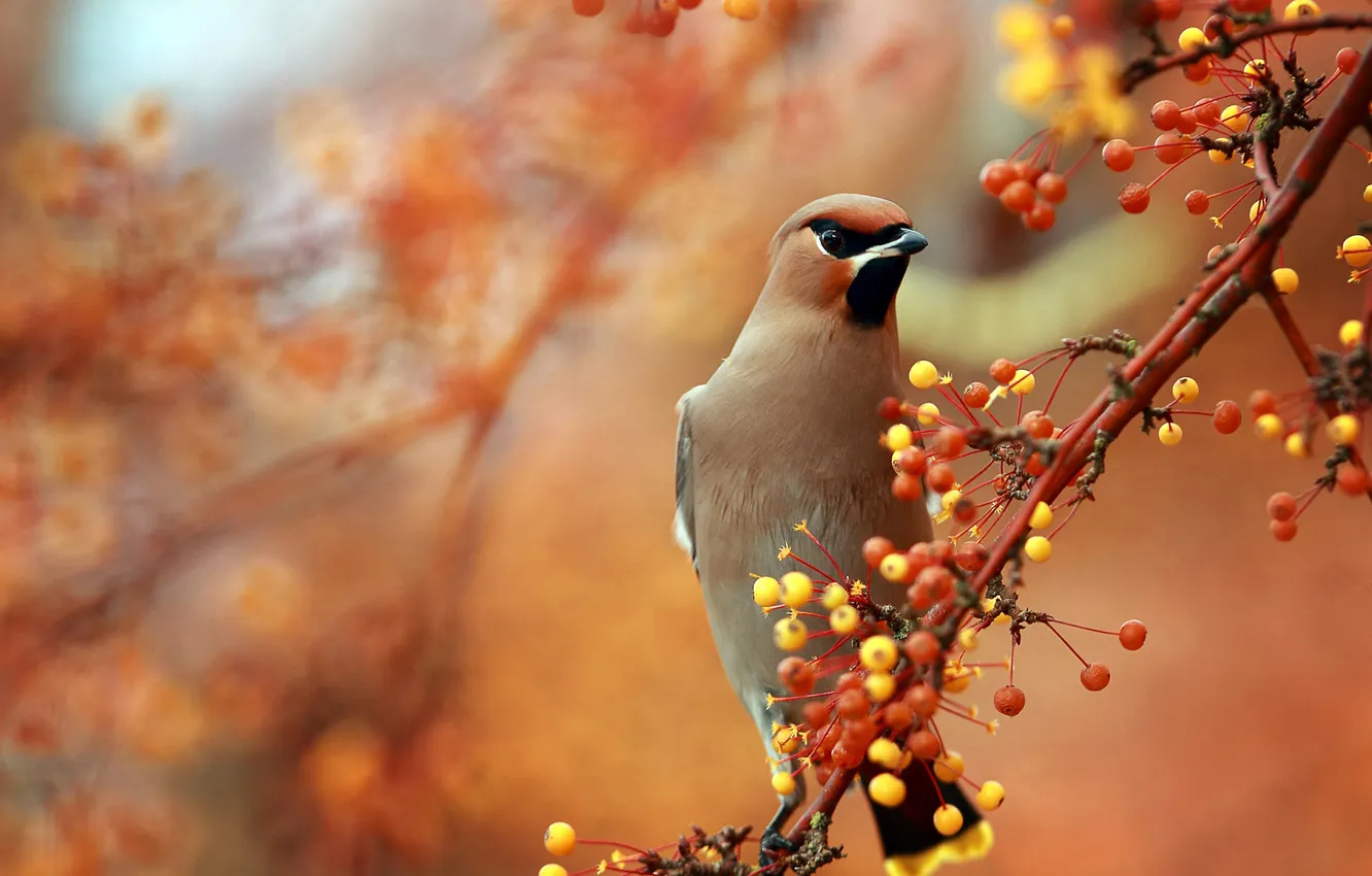 Photo wallpaper branches, berries, bird, the Waxwing