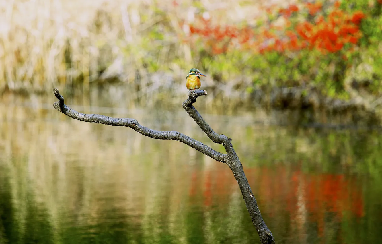 Photo wallpaper autumn, forest, branches, river, bird, Kingfisher