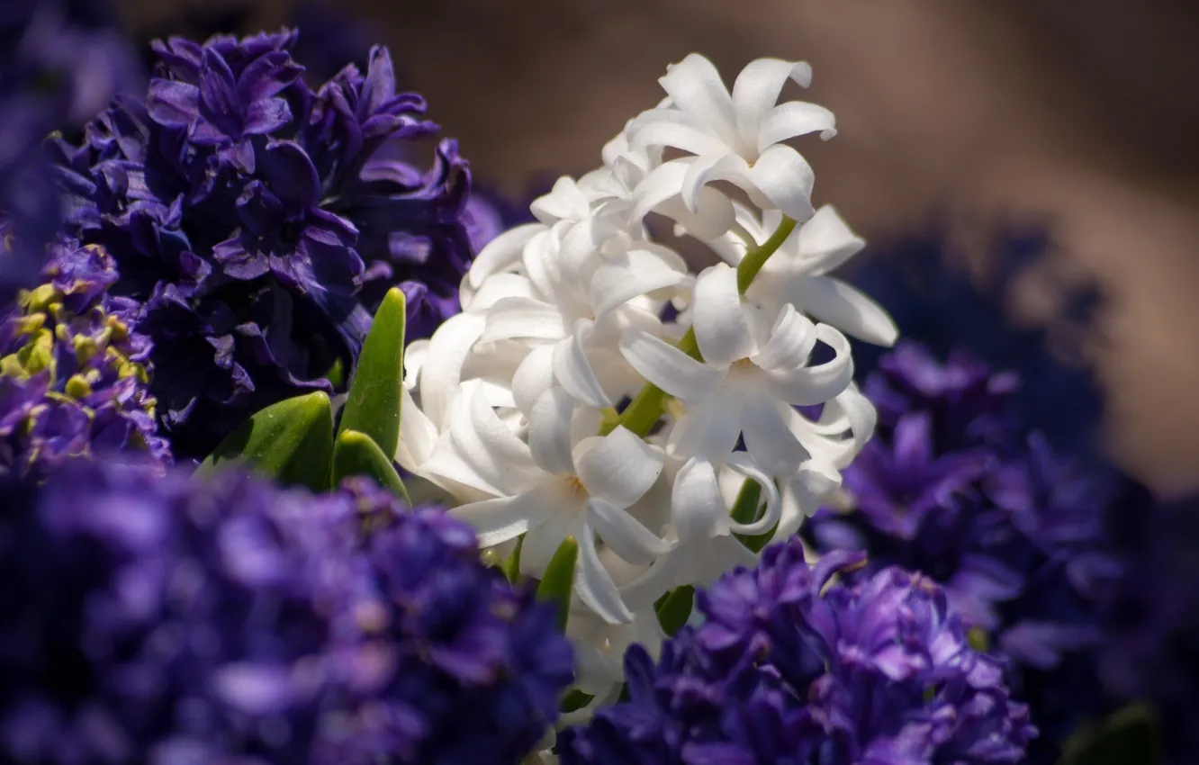 Photo wallpaper white, macro, hyacinths