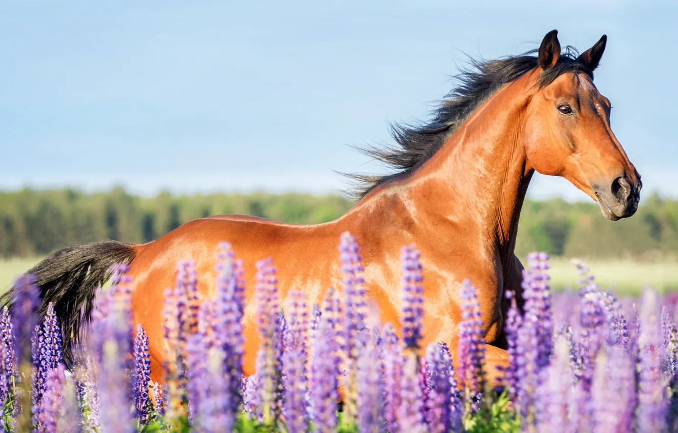 Photo wallpaper field, summer, the sky, look, face, flowers, horse, horse