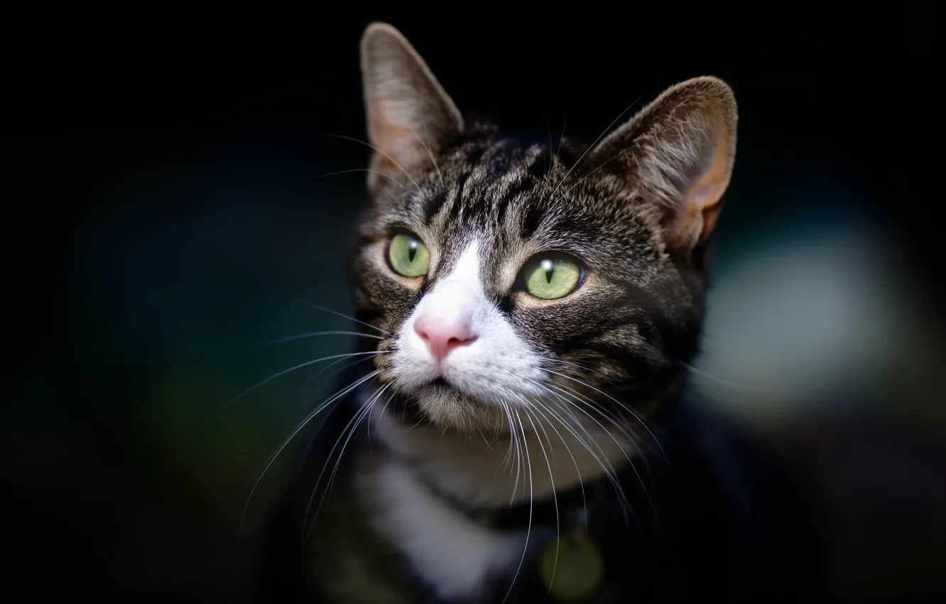 Photo wallpaper cat, look, portrait, muzzle, the dark background, cat