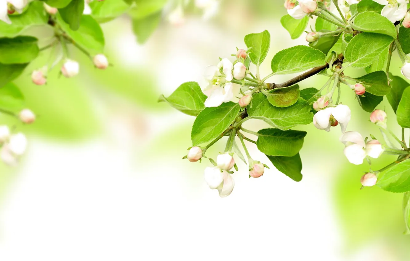 Photo wallpaper blossom, flowers, leaves, spring, apples, branches