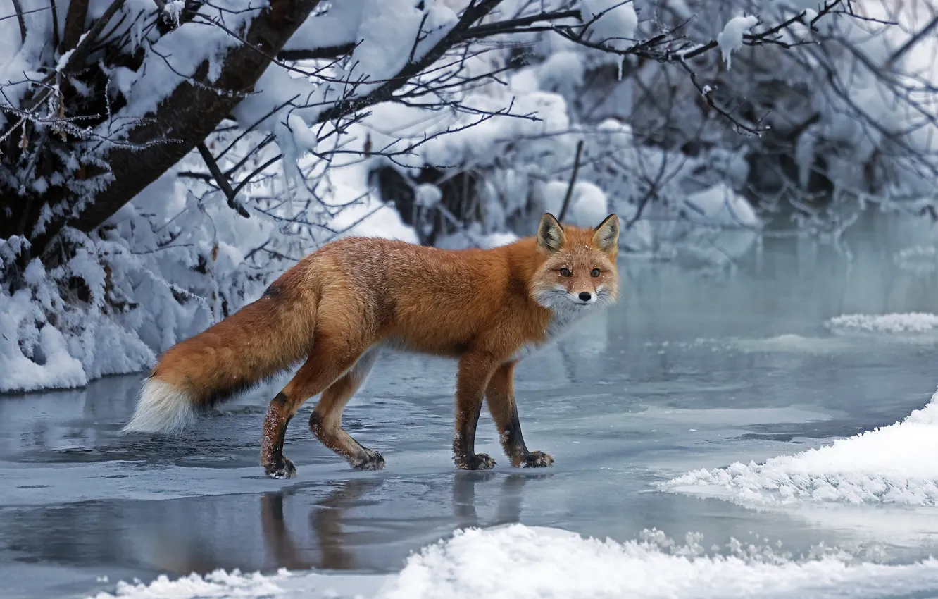 Photo wallpaper winter, snow, Fox