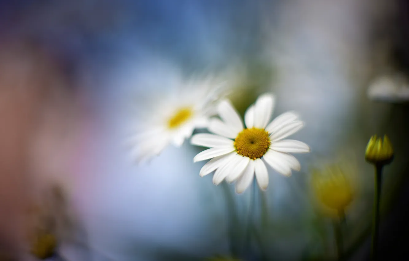 Photo wallpaper macro, flowers, chamomile, blur