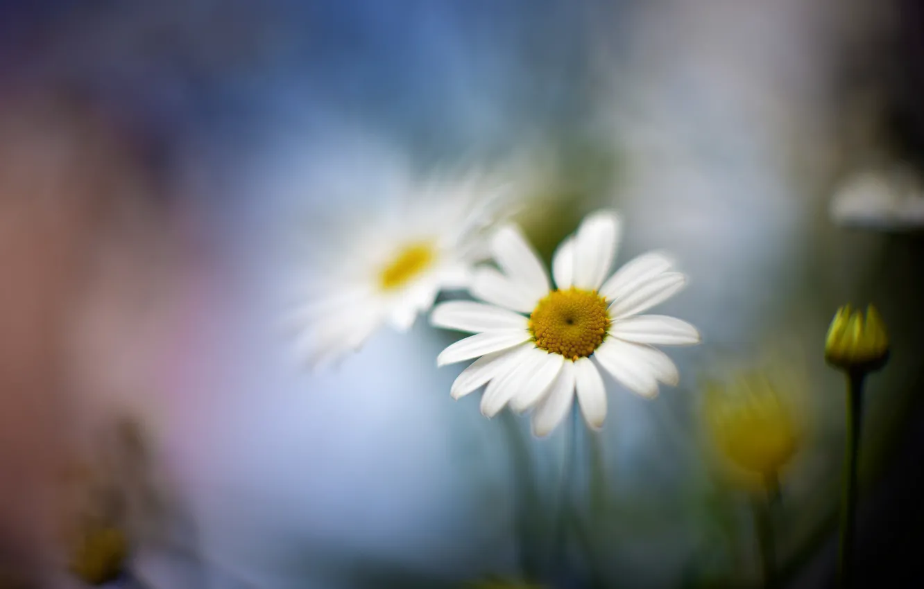 Photo wallpaper flower, macro, blur, Daisy