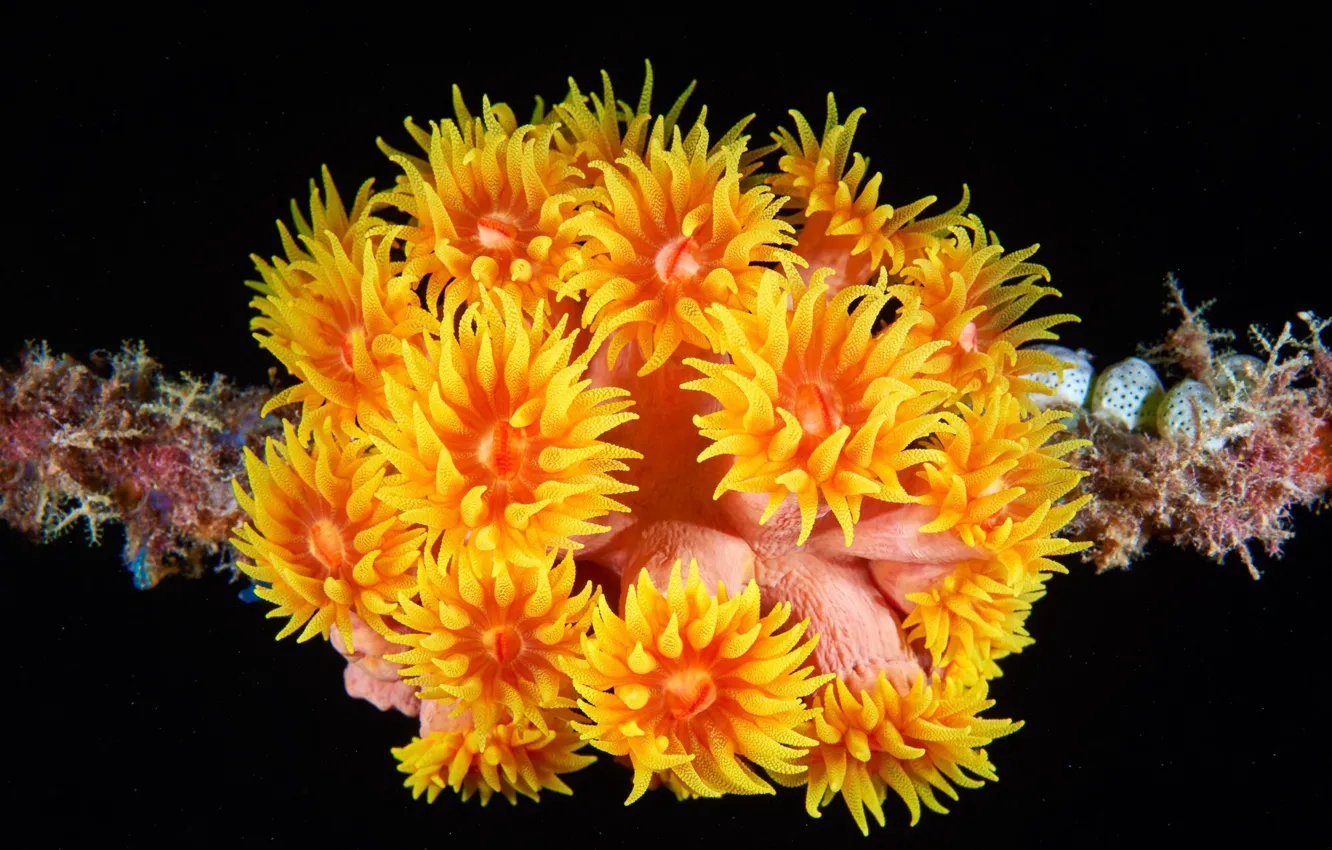 Photo wallpaper sea anemones, marine fauna, sea flowers