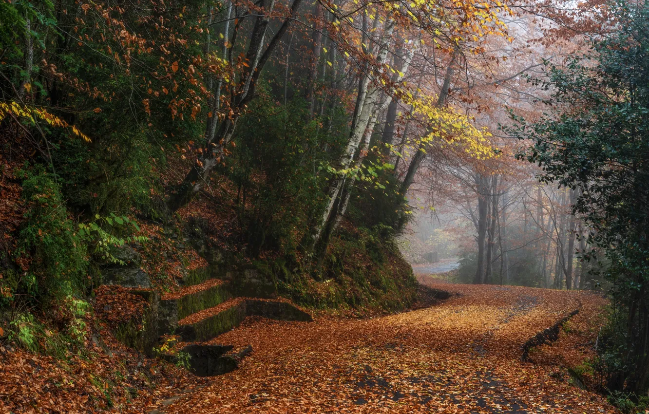 Photo wallpaper road, autumn, forest, trees, fog, Park, foliage, stage