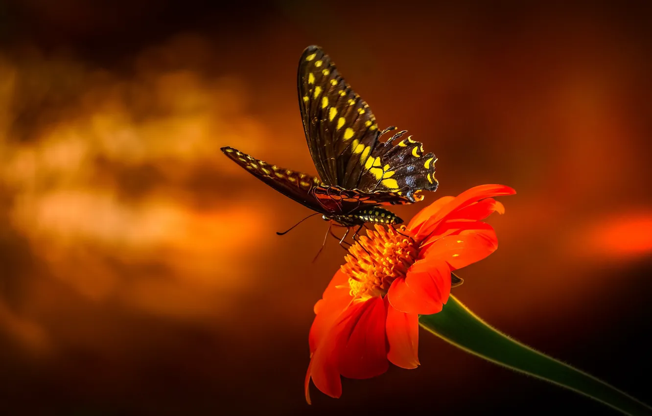 Photo wallpaper butterfly, insect, Papilio Polyxenes, Ray Bilcliff, black swallowtail