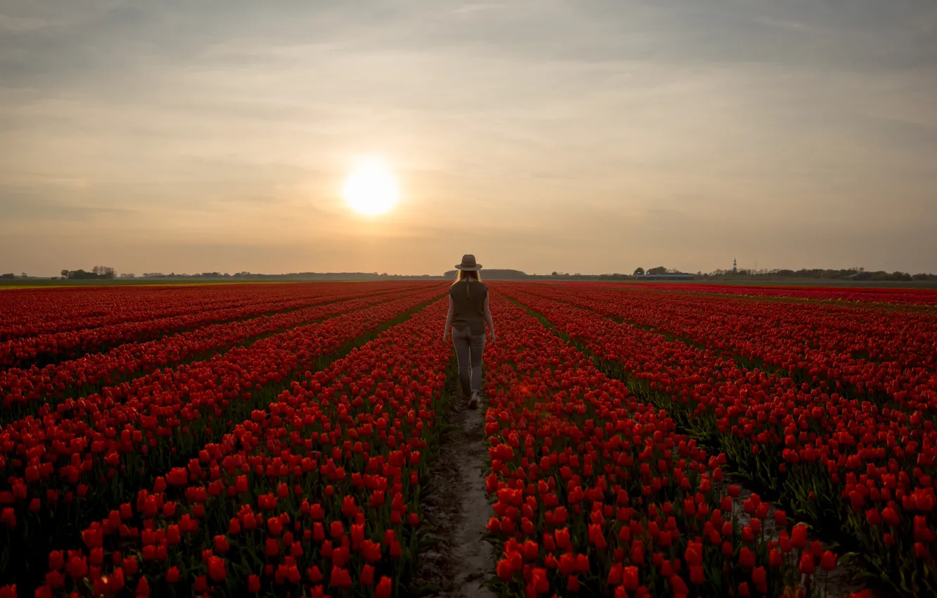 Photo wallpaper field, the sky, girl, the sun, clouds, light, sunset, flowers
