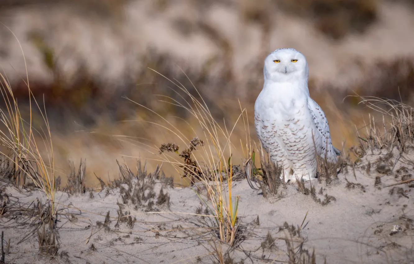 Photo wallpaper sand, grass, look, owl, bird, shore, white, yellow eyes