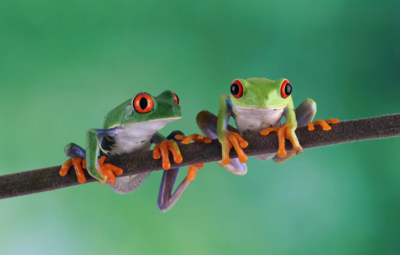 Photo wallpaper frog, tree, callidryas, redeyed, agalychnis