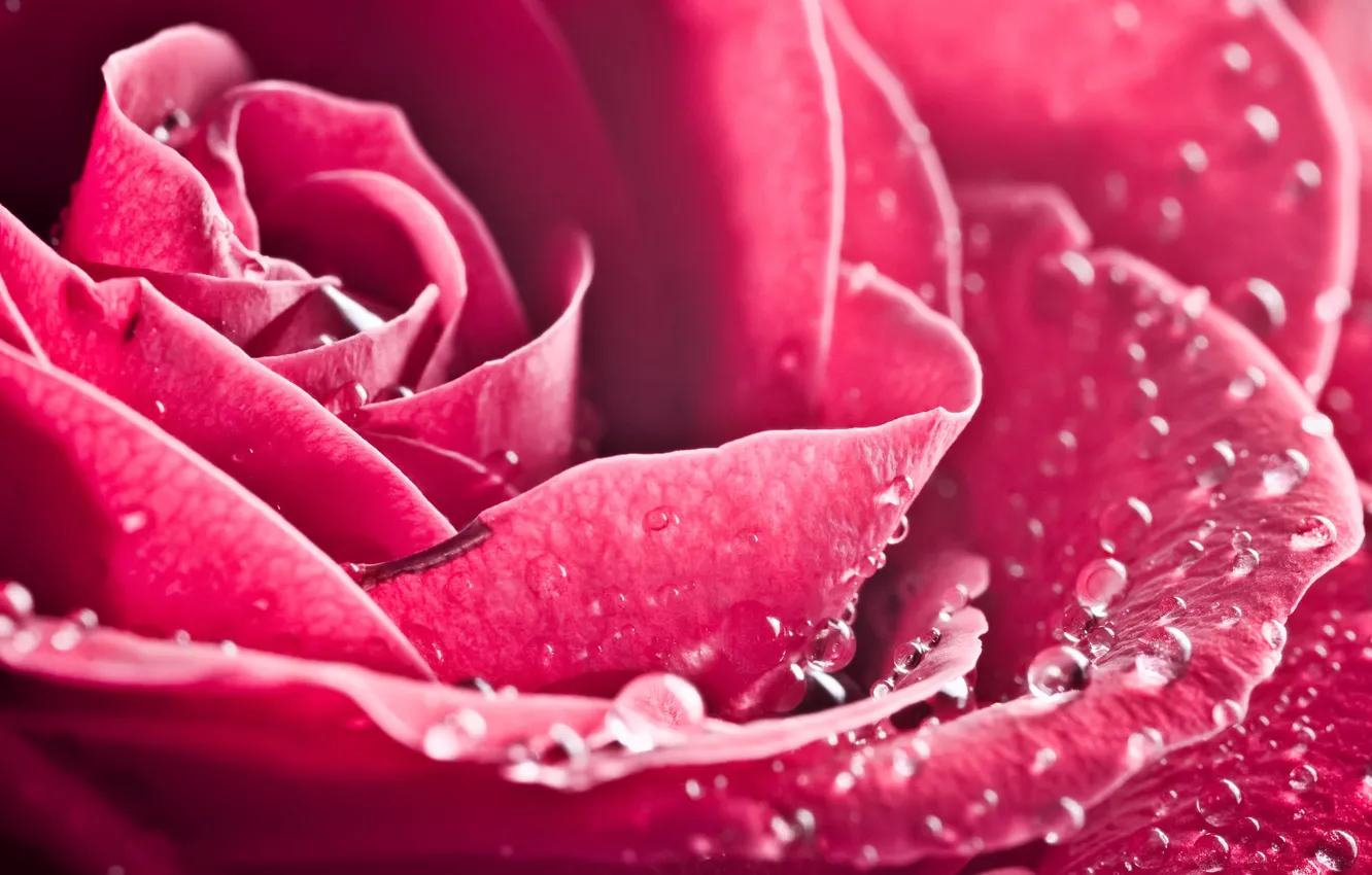 Photo wallpaper drops, macro, flowers, roses, petals, buds