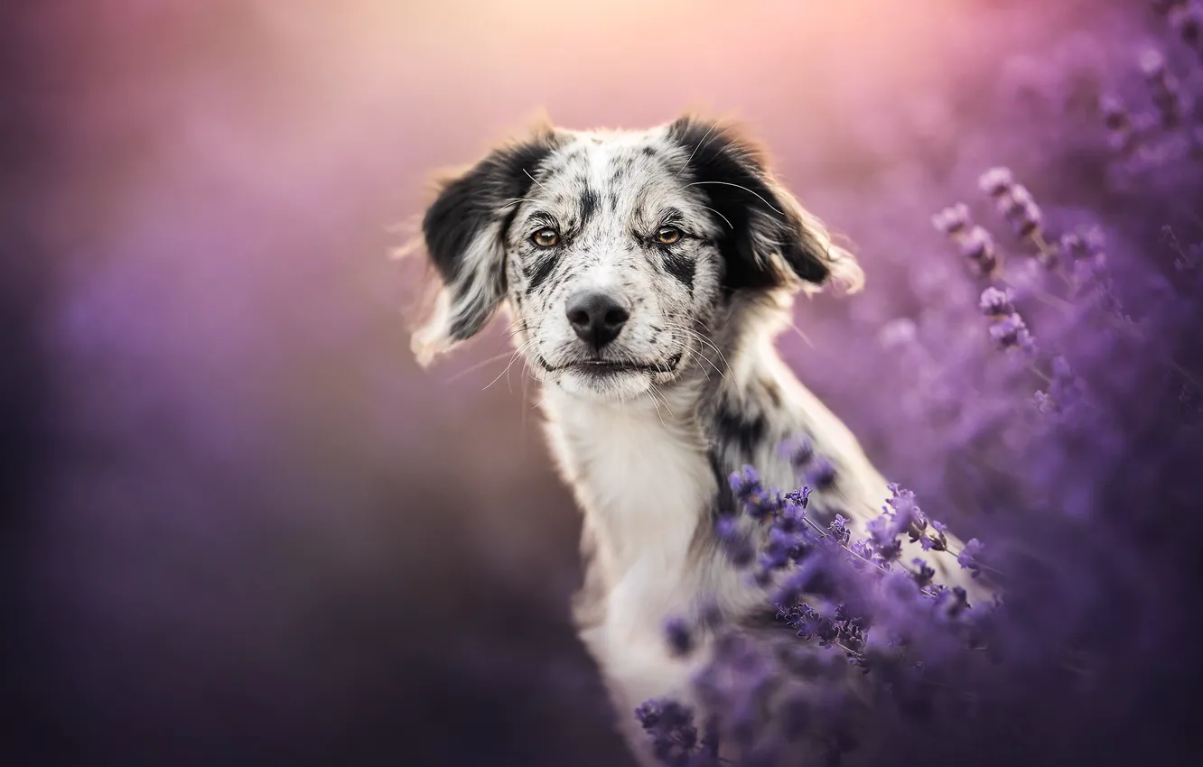 Photo wallpaper look, face, dog, lavender, bokeh
