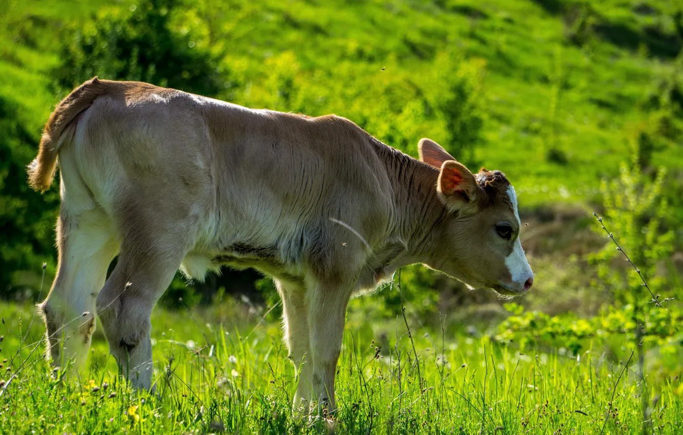 Photo wallpaper greens, grass, look, cows, pasture, calf, bull