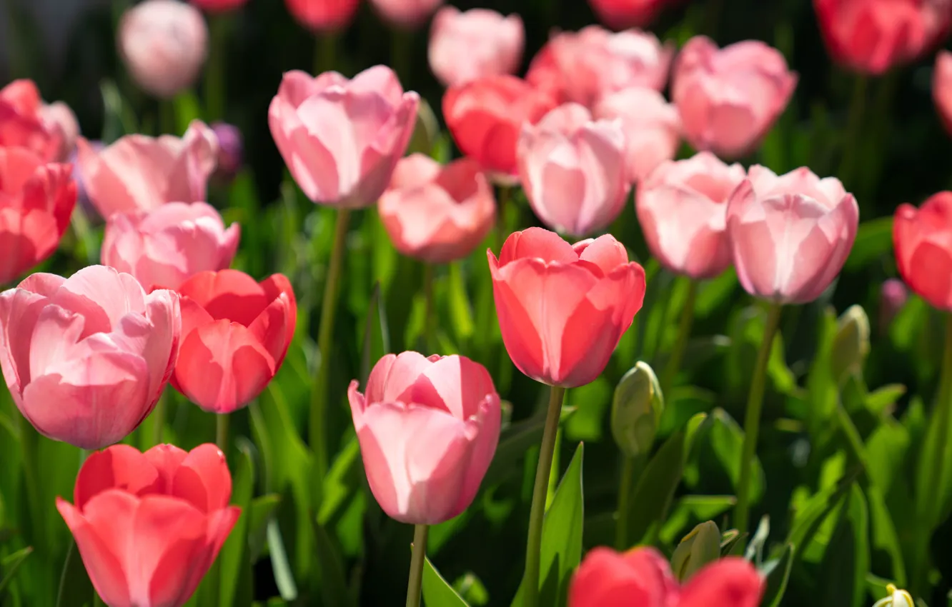 Photo wallpaper tulips, pink, buds, a lot