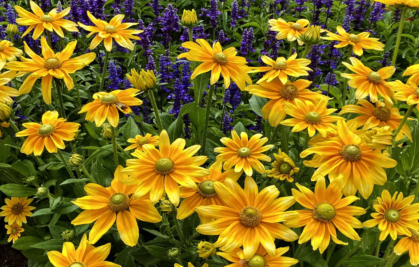 Photo wallpaper yellow, flowers, a lot, garden, lilac, rudbeckia, flowerbed