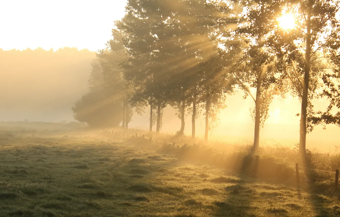 Photo wallpaper field, light, trees, morning