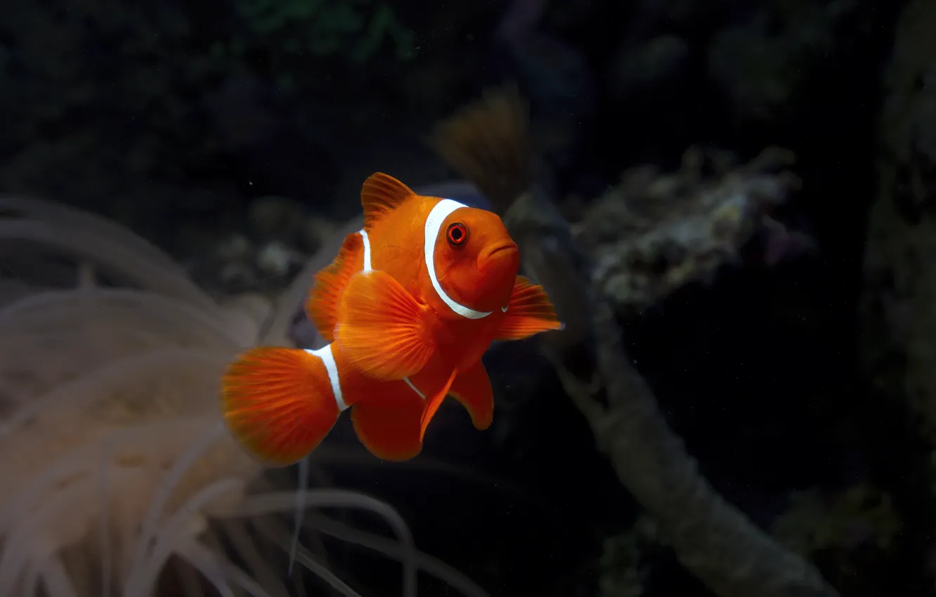 Photo wallpaper fish, fish, black background, pond