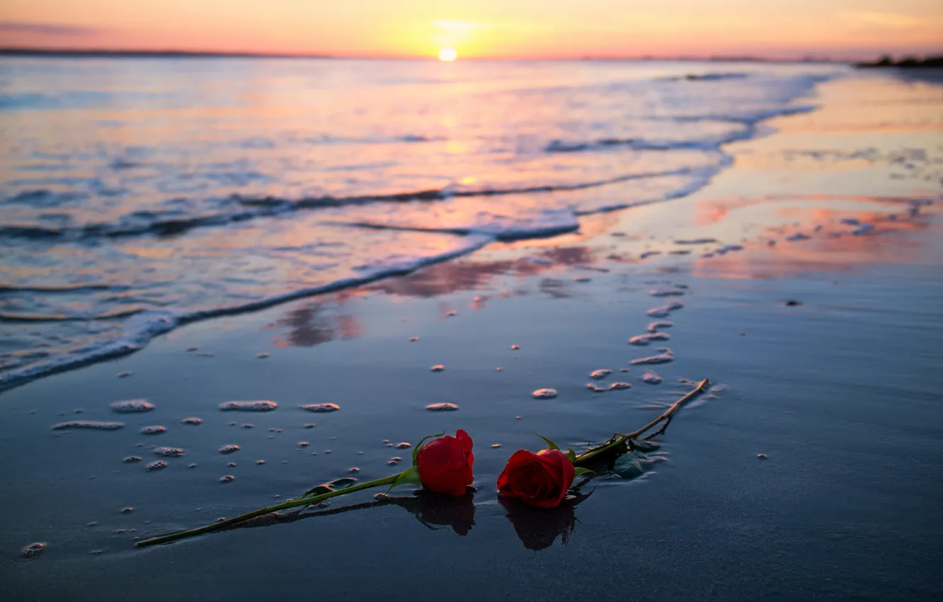 Photo wallpaper sea, sunset, roses
