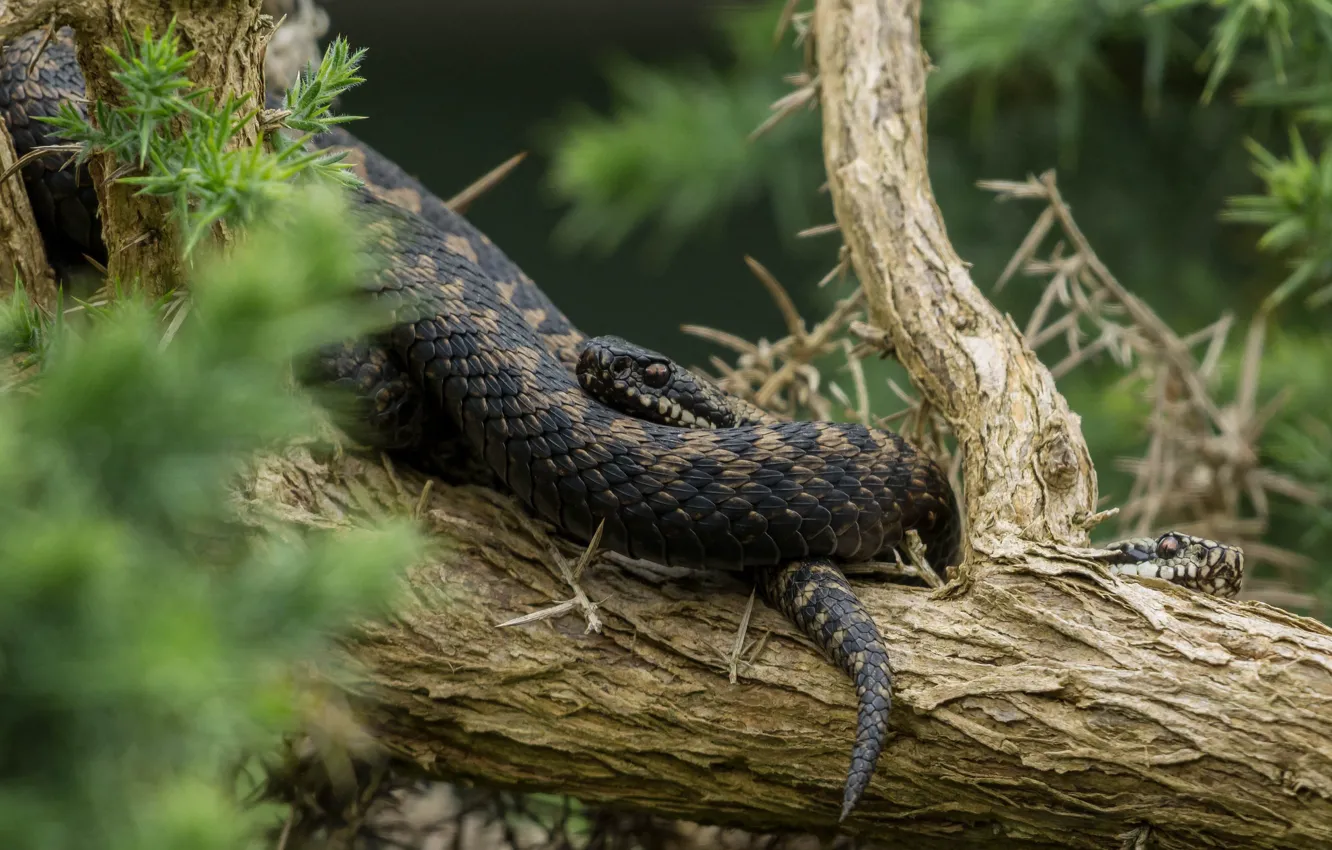 Photo wallpaper snake, color, poisonous