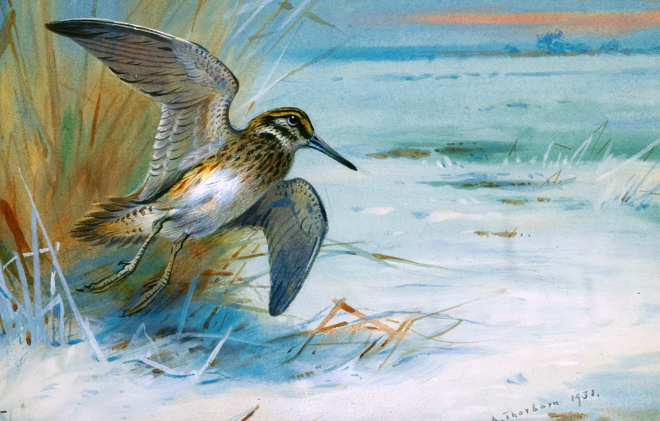 Photo wallpaper winter, grass, snow, flight, bird, picture, Scottish painter, Archibald Thorburn