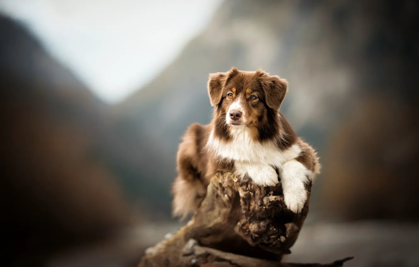 Photo wallpaper background, dog, snag, bokeh, Australian shepherd, Aussie