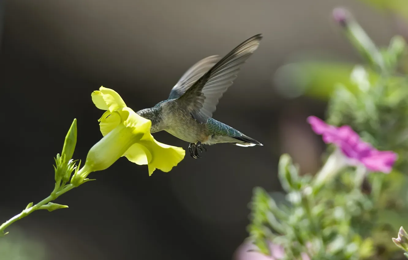 Photo wallpaper flowers, yellow, nectar, Hummingbird, Petunia