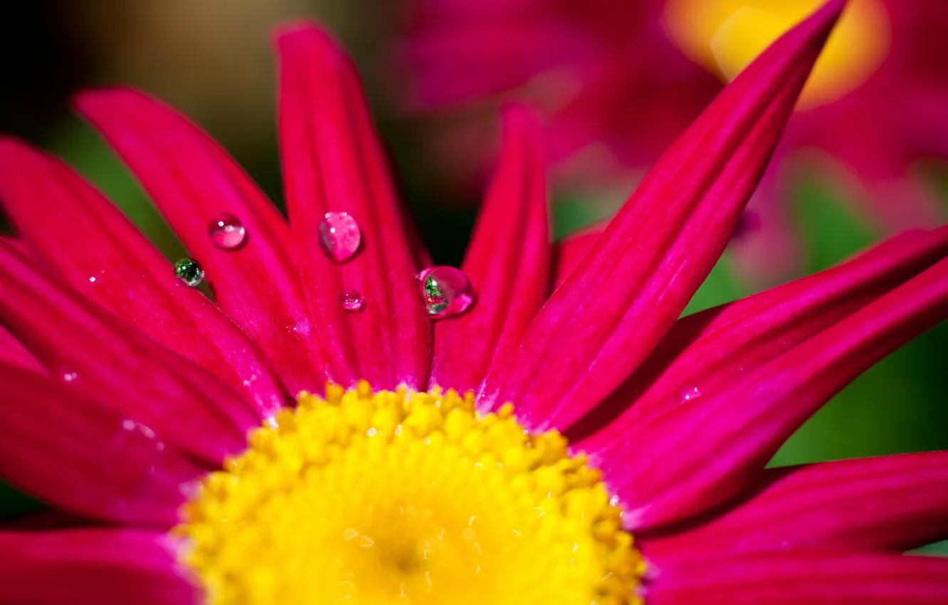 Photo wallpaper drops, macro, flowers, Rosa, background, widescreen, Wallpaper, bright