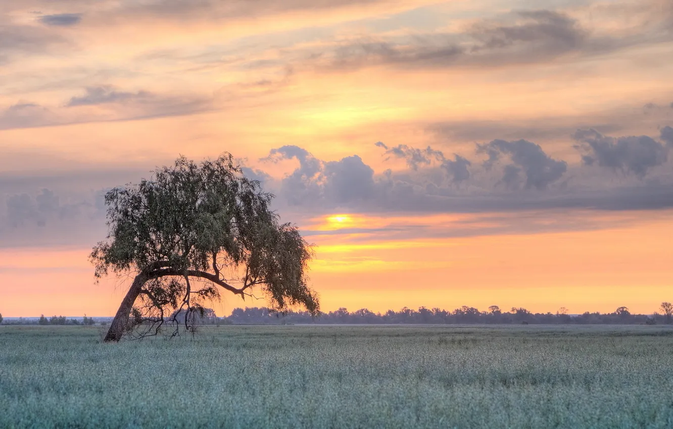 Photo wallpaper field, trees, sunset