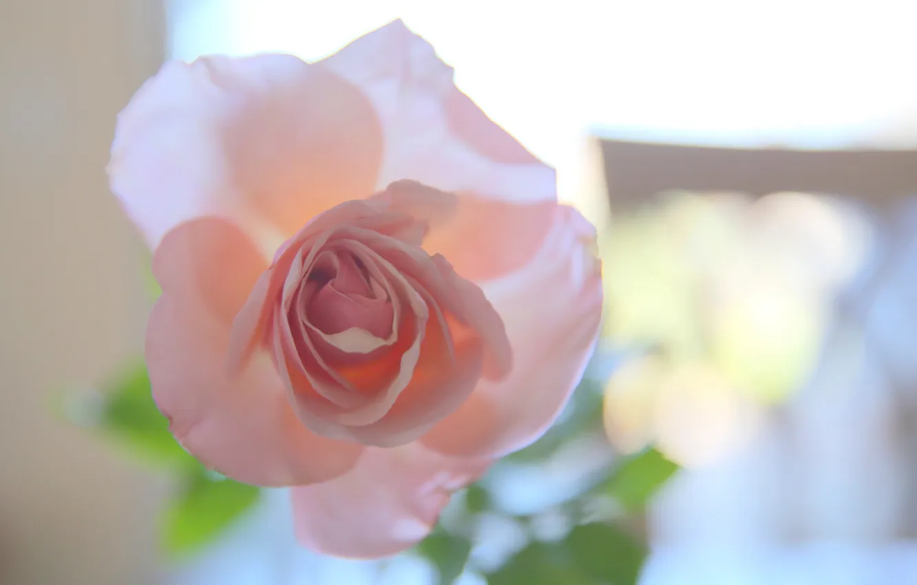 Photo wallpaper flowers, roses, petals