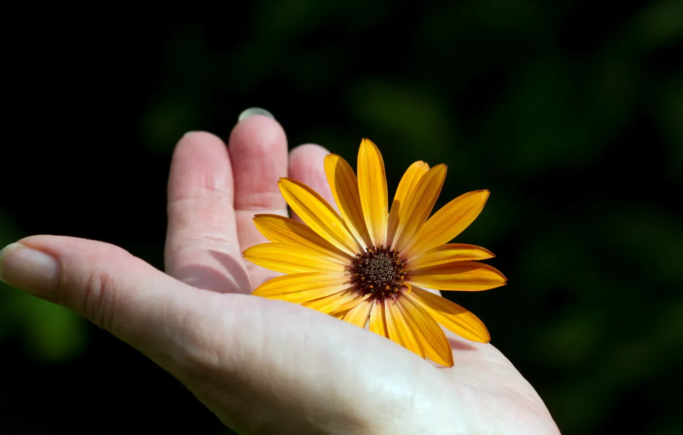 Photo wallpaper flower, macro, hand