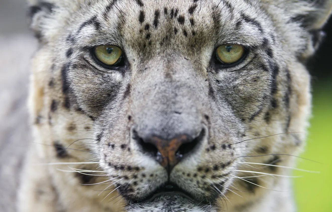 Photo wallpaper cat, eyes, look, face, IRBIS, snow leopard, ©Tambako The Jaguar