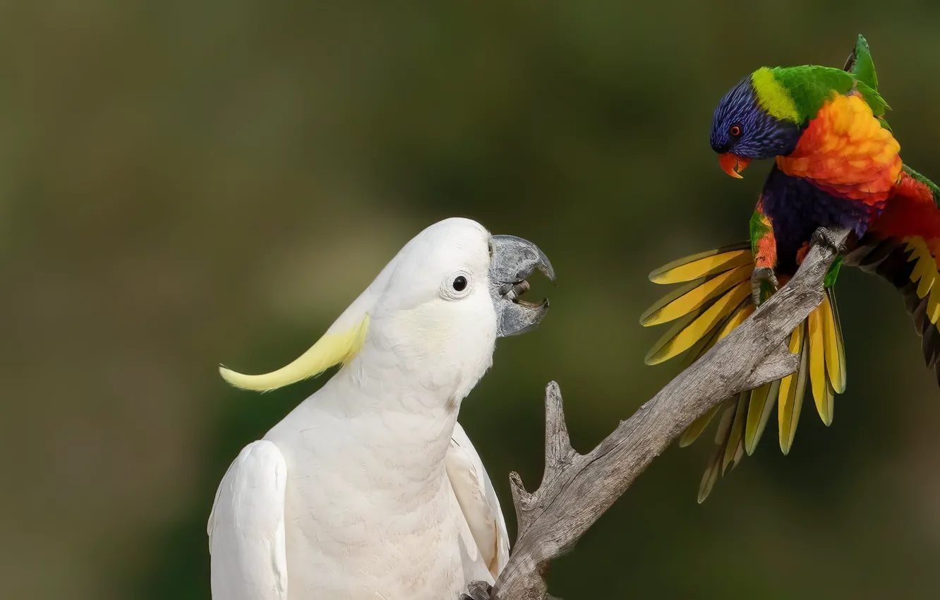 Photo wallpaper birds, background, meeting, branch, parrots, Big jeltuhay cockatoo, Rainbow lorikeet