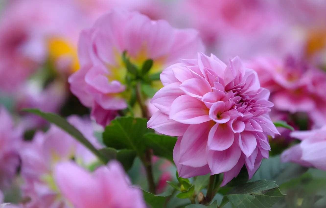 Photo wallpaper macro, flowers, pink, bokeh, dahlias
