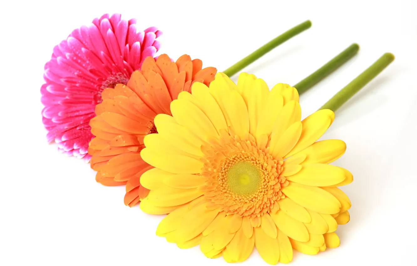 Photo wallpaper macro, flowers, colorful, gerbera, gerbera