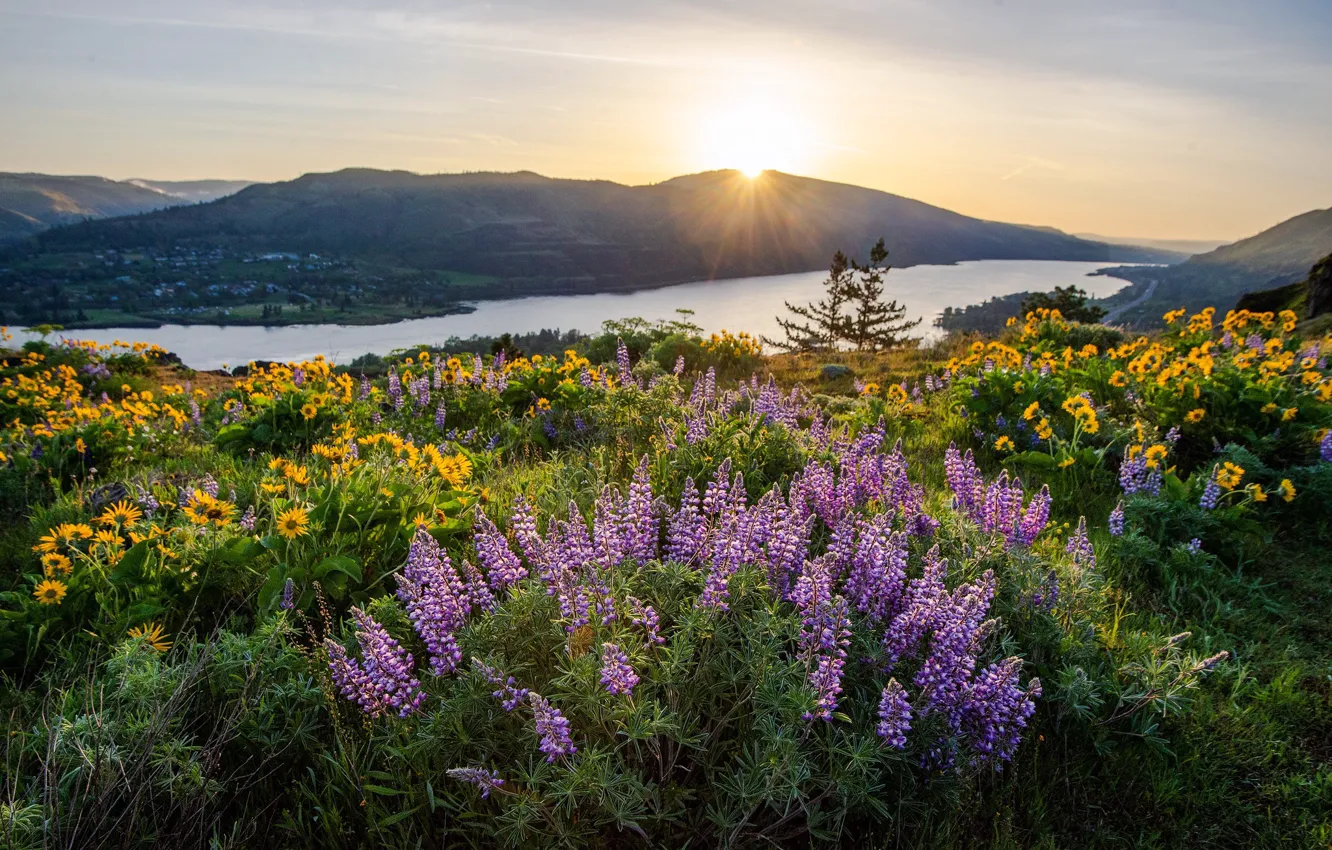 Photo wallpaper flowers, mountains, lupins