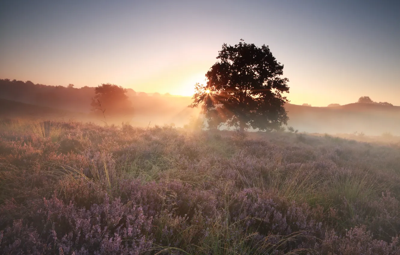 Photo wallpaper sunset, fog, flowers, heather