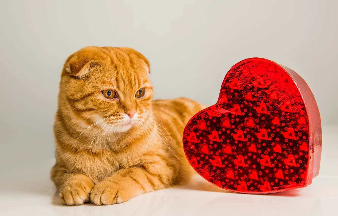 Photo wallpaper cat, cat, look, red, box, heart, Shine, fold