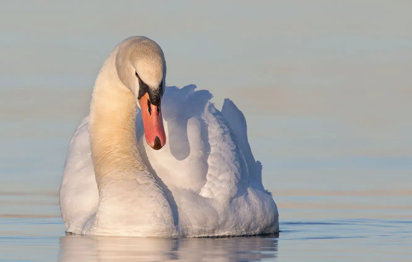Photo wallpaper water, bird, swans