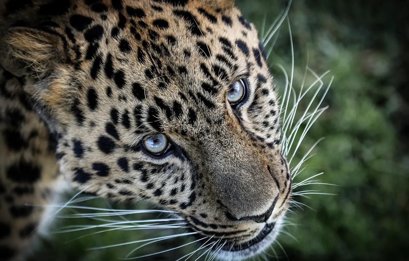 Photo wallpaper look, face, Leopard, wild cat
