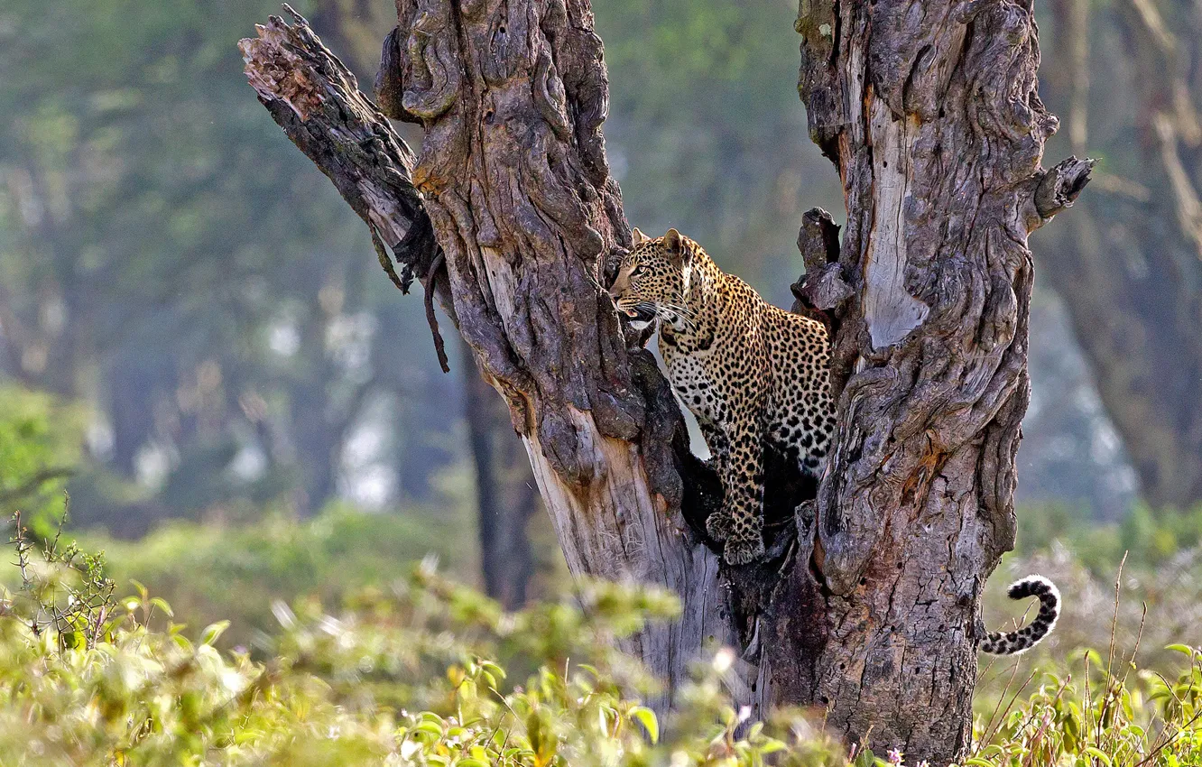 Photo wallpaper trees, nature, leopard