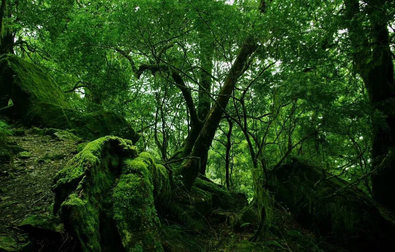 Photo wallpaper greens, forest, trees, nature