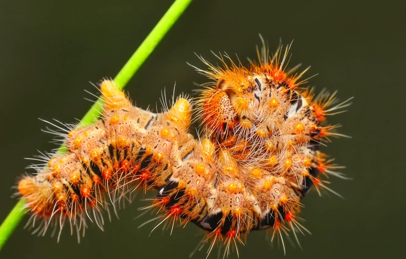 Photo wallpaper macro, caterpillar, stem, insect
