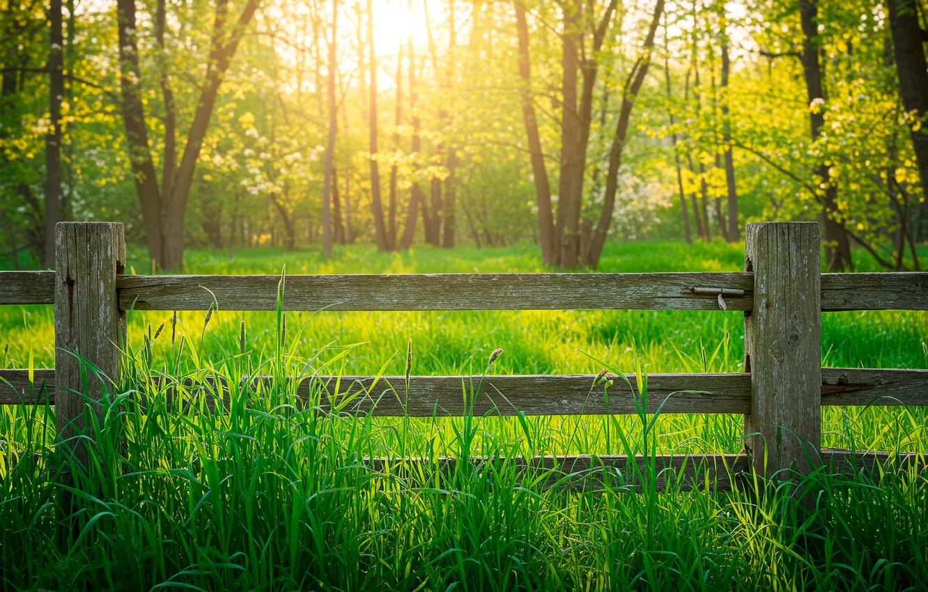 Photo wallpaper grass, trees, Wallpaper, spring, the fence, wallpaper, grass, trees