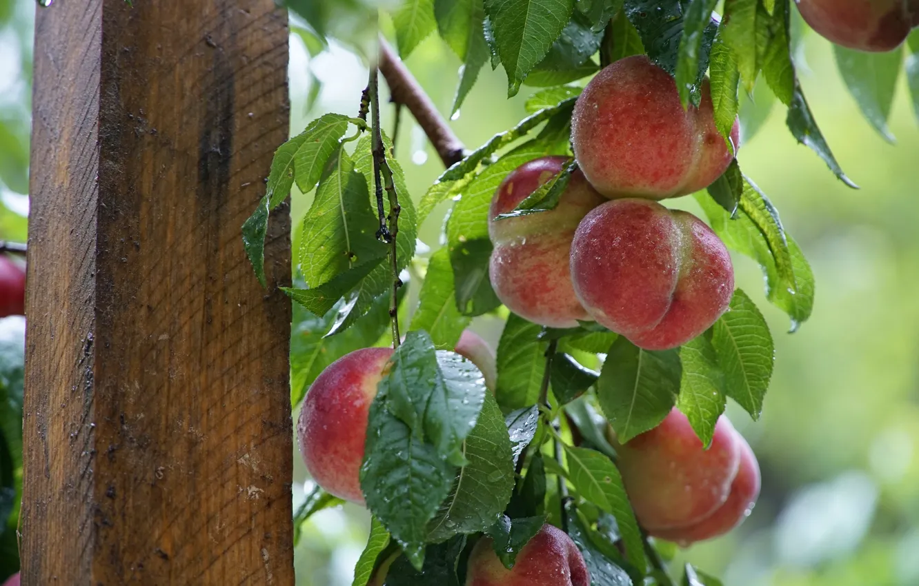 Photo wallpaper leaves, drops, trees, branches, posts, fruit, support, peaches