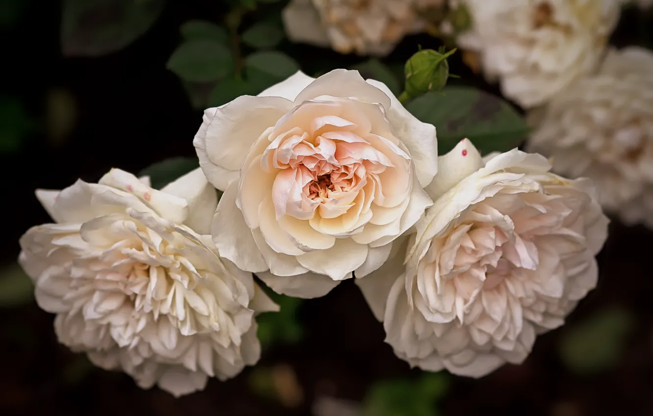 Photo wallpaper roses, trio, cream, pale pink