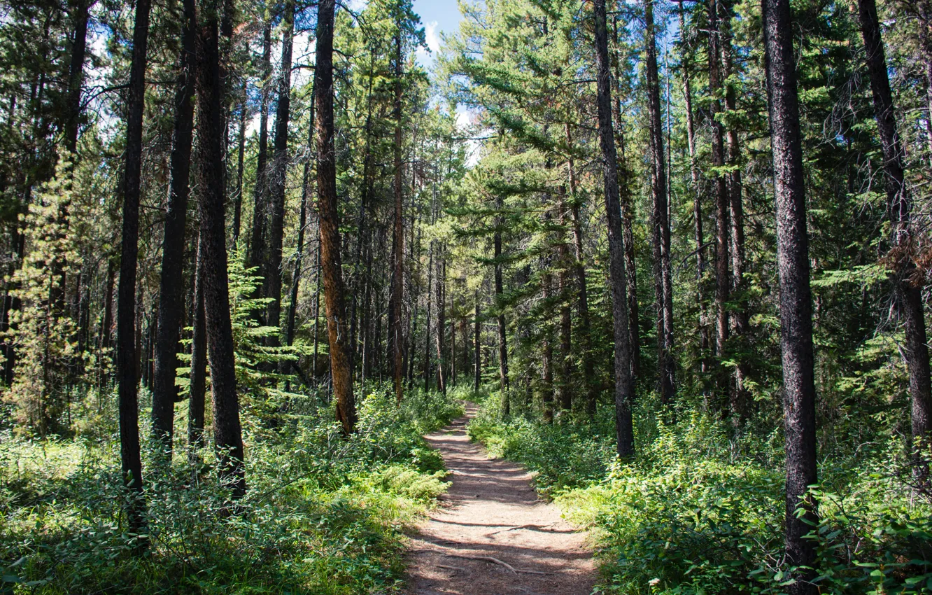 Photo wallpaper trees, nature, wood, sunlight, daylight, Wilderness, Sharissa Johnson